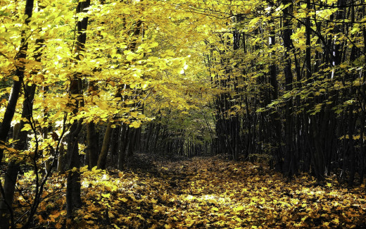 1724559 (a): :2500x1561